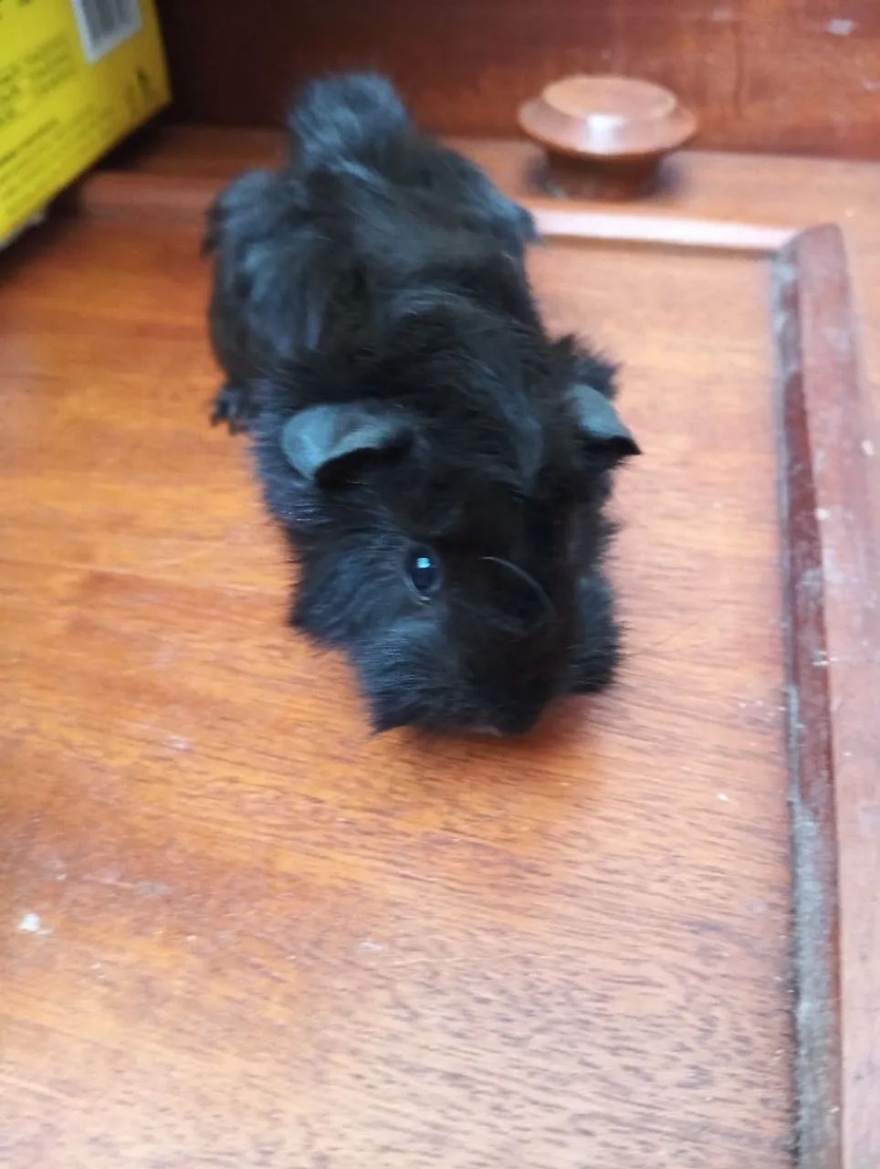 Vende-se porquinhos da índia jovem - Foto 6