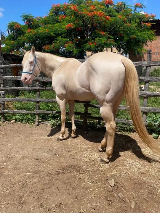 Coberturas a venda, Garanhão Quarto de Milha - Foto 4