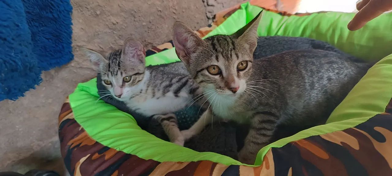 Gatinhos para adoção responsável - Foto 2