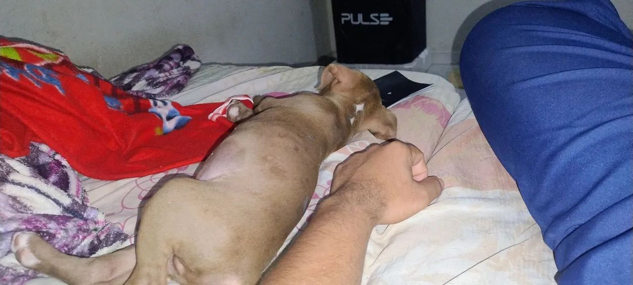 Cachorro Pitbull para adoção ler a descrição 