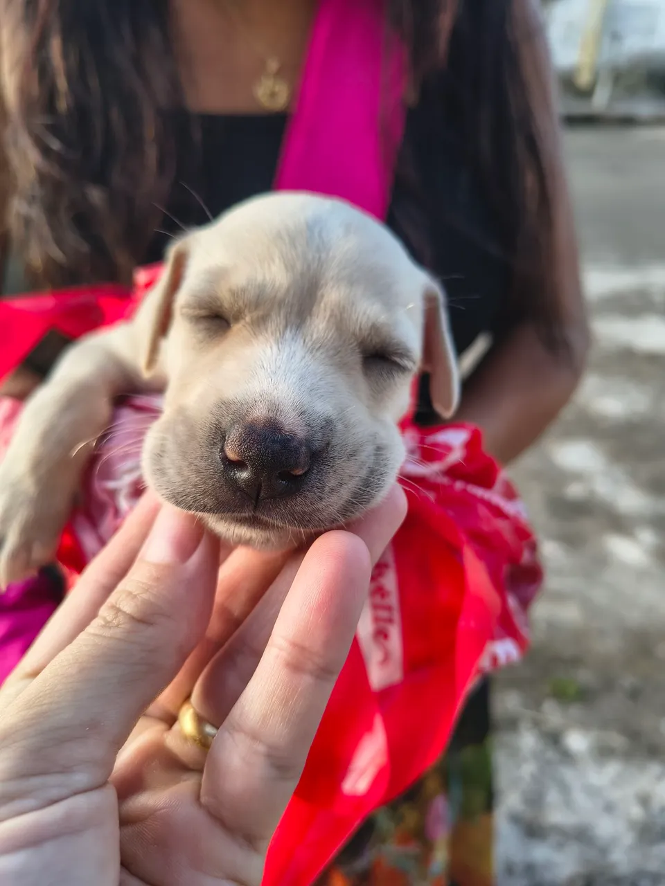 Filhote de cão adorável para adoção