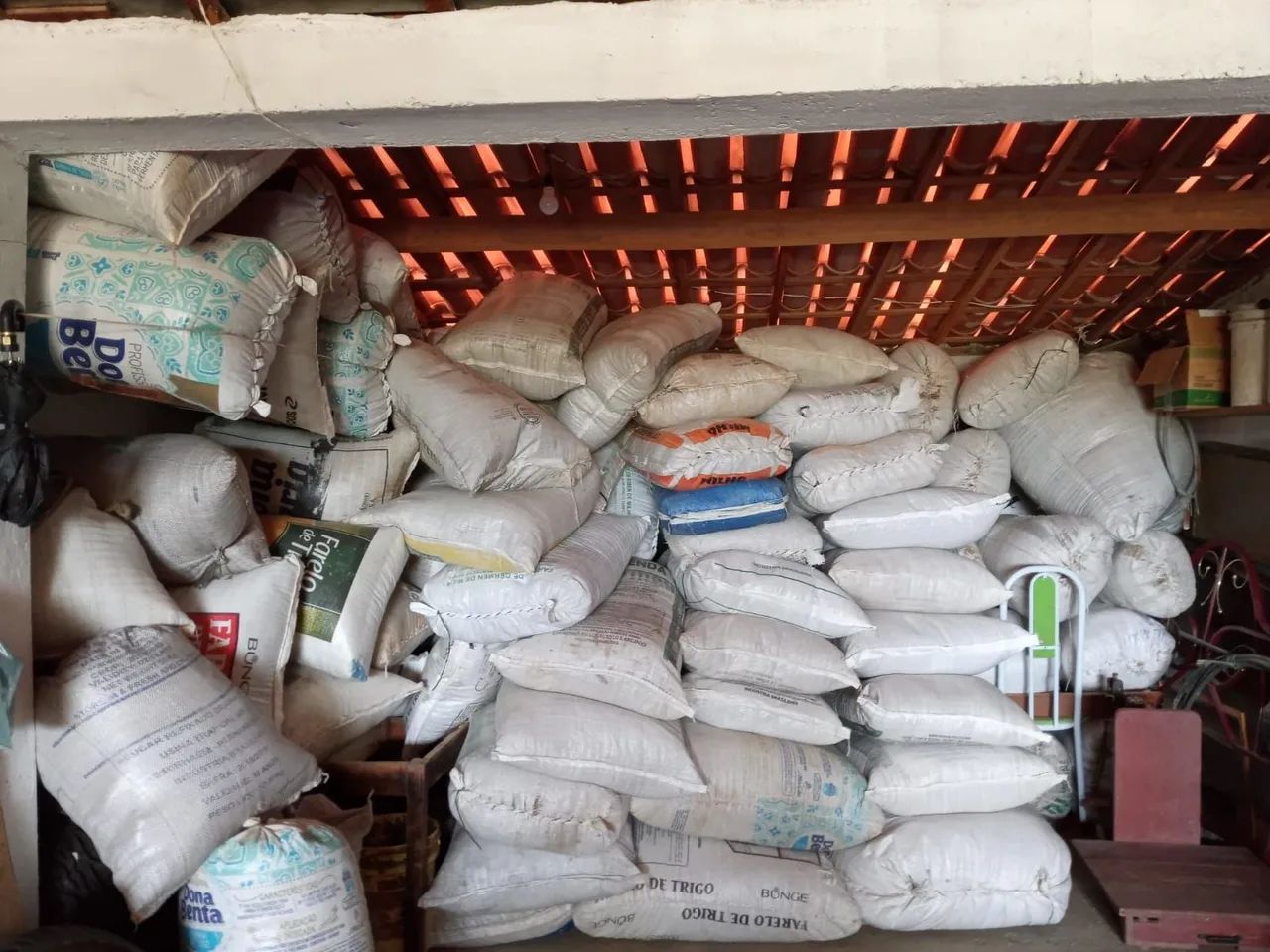 Sementes de capim buffel aridus.  - Foto 5