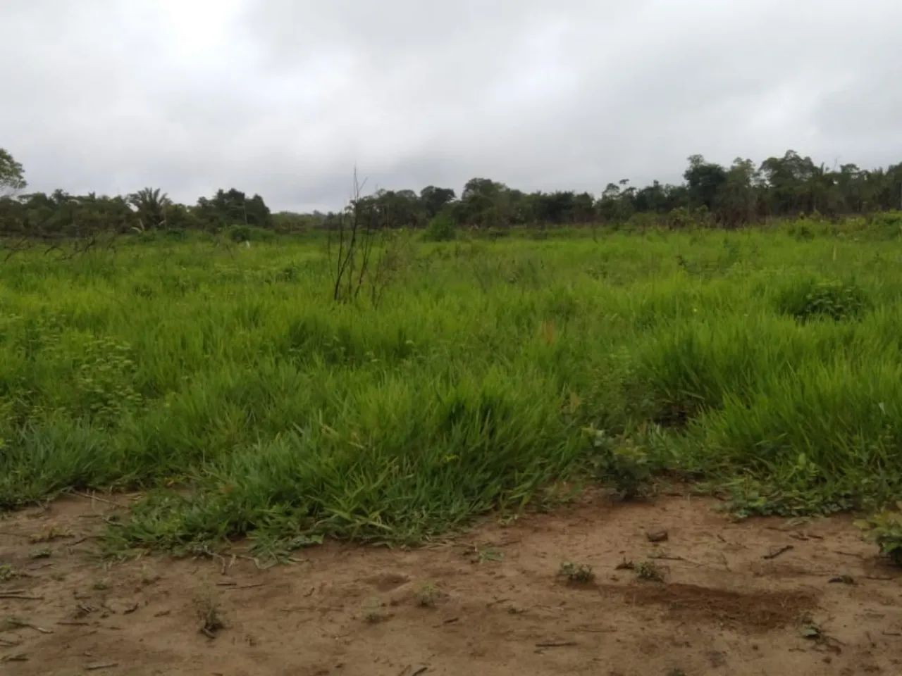 Vendo uma Excelente  Fazenda   - Humaitá - Amazonas - Foto 2
