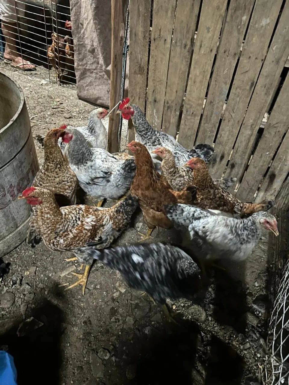 Galinha caipira 