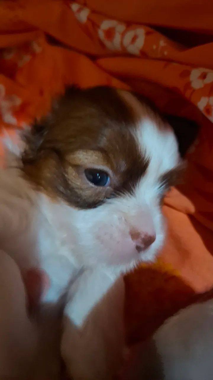 Cachorrinha - Foto 3