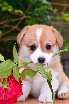 Corgi Pembroke