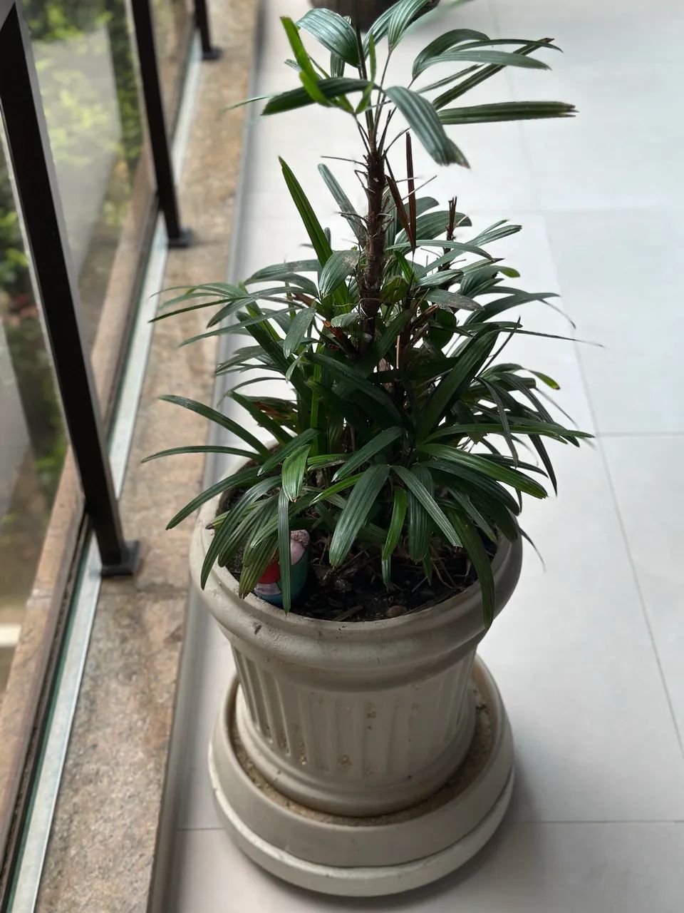 Vaso com prato e planta Rafia - Foto 5