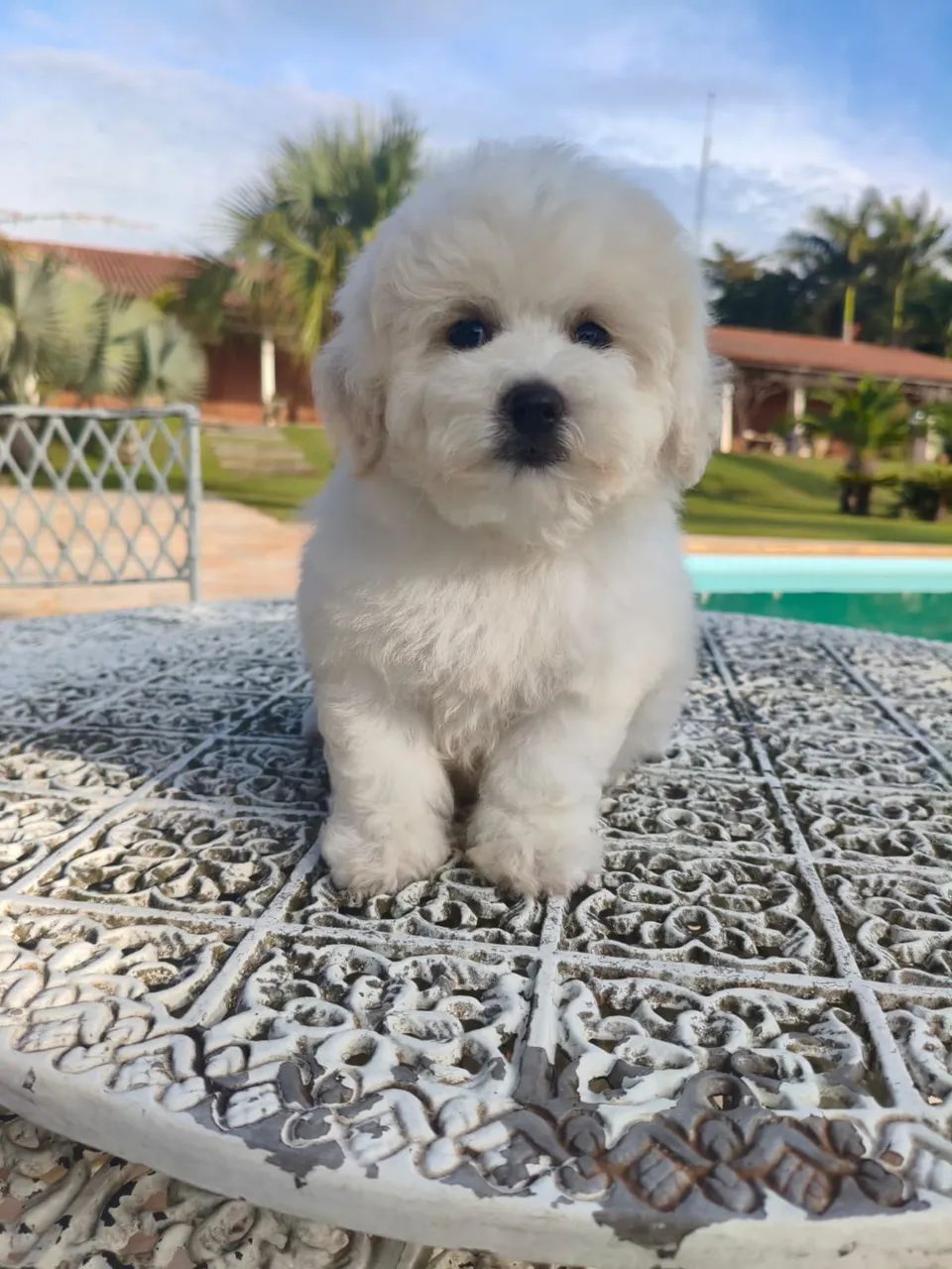 Bichon Frise