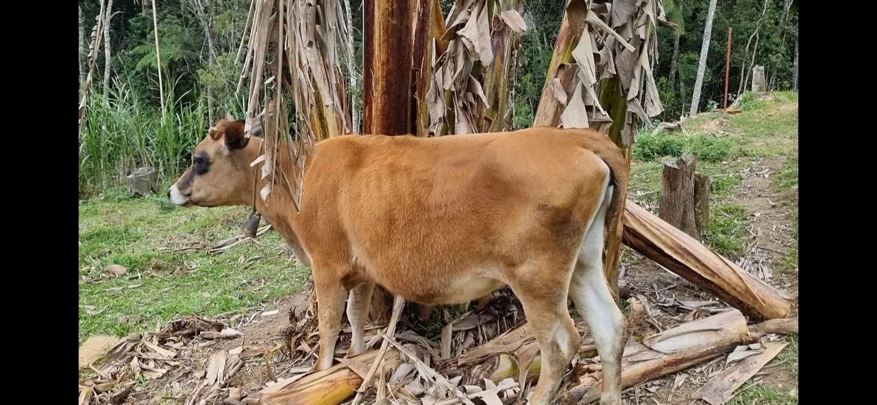 Vaca Jersey - Foto 3