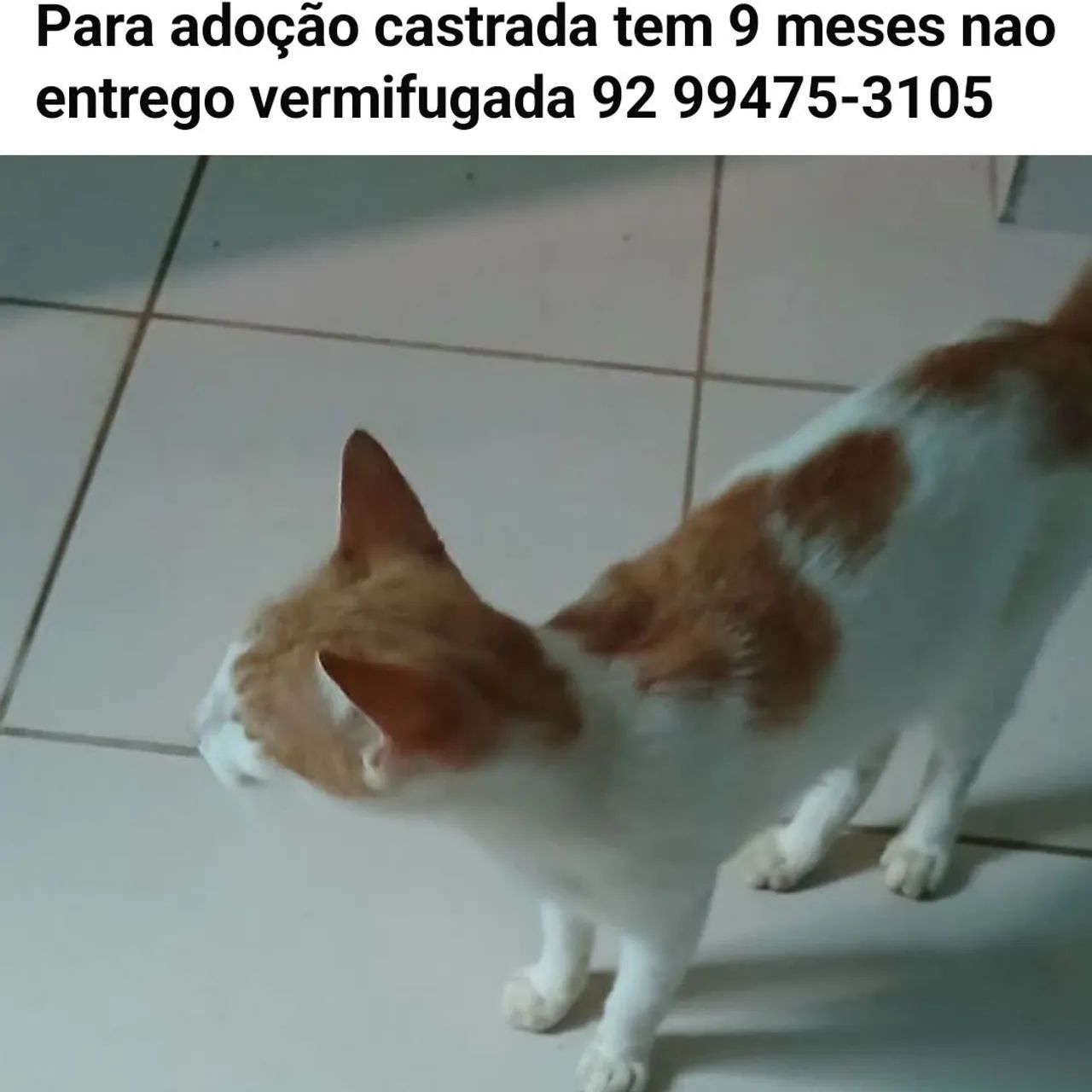 Adoção  - Foto 2