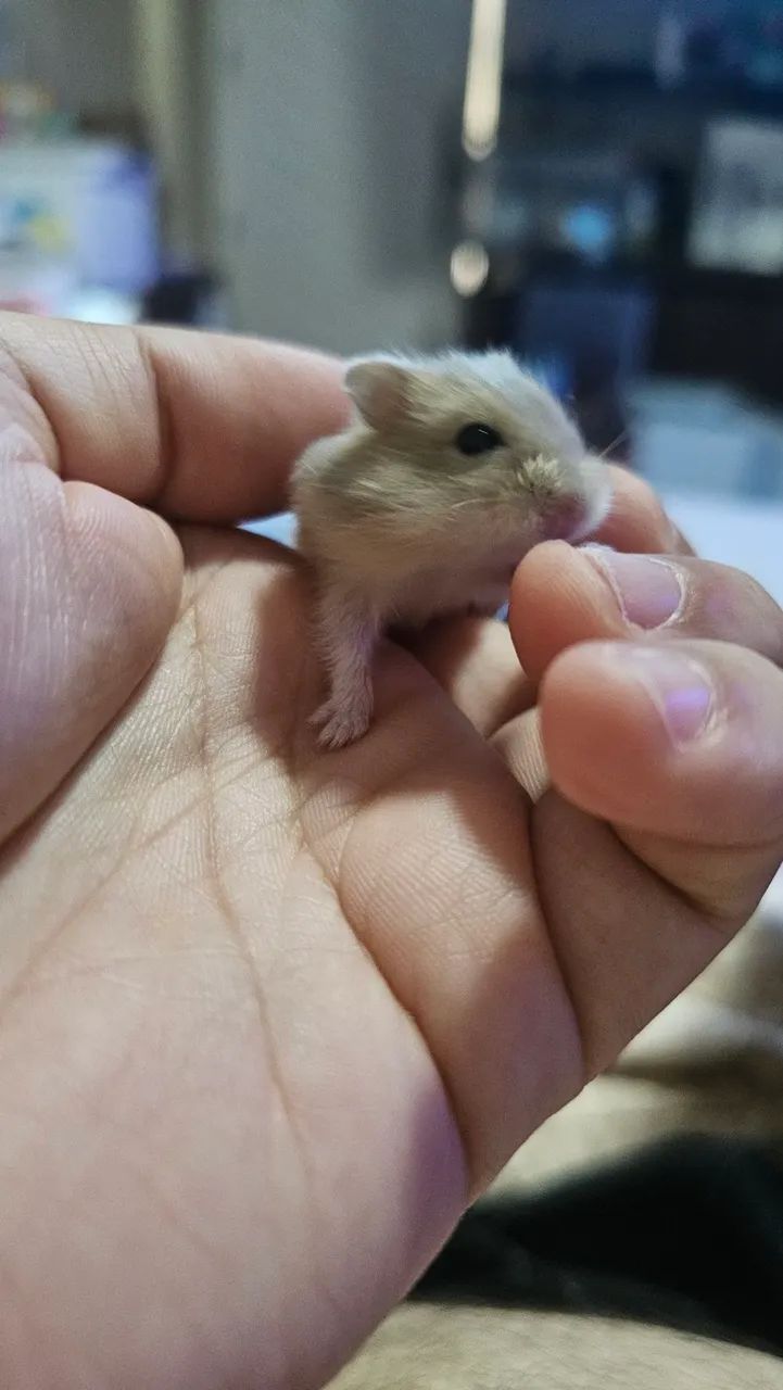 Hamster anão russo