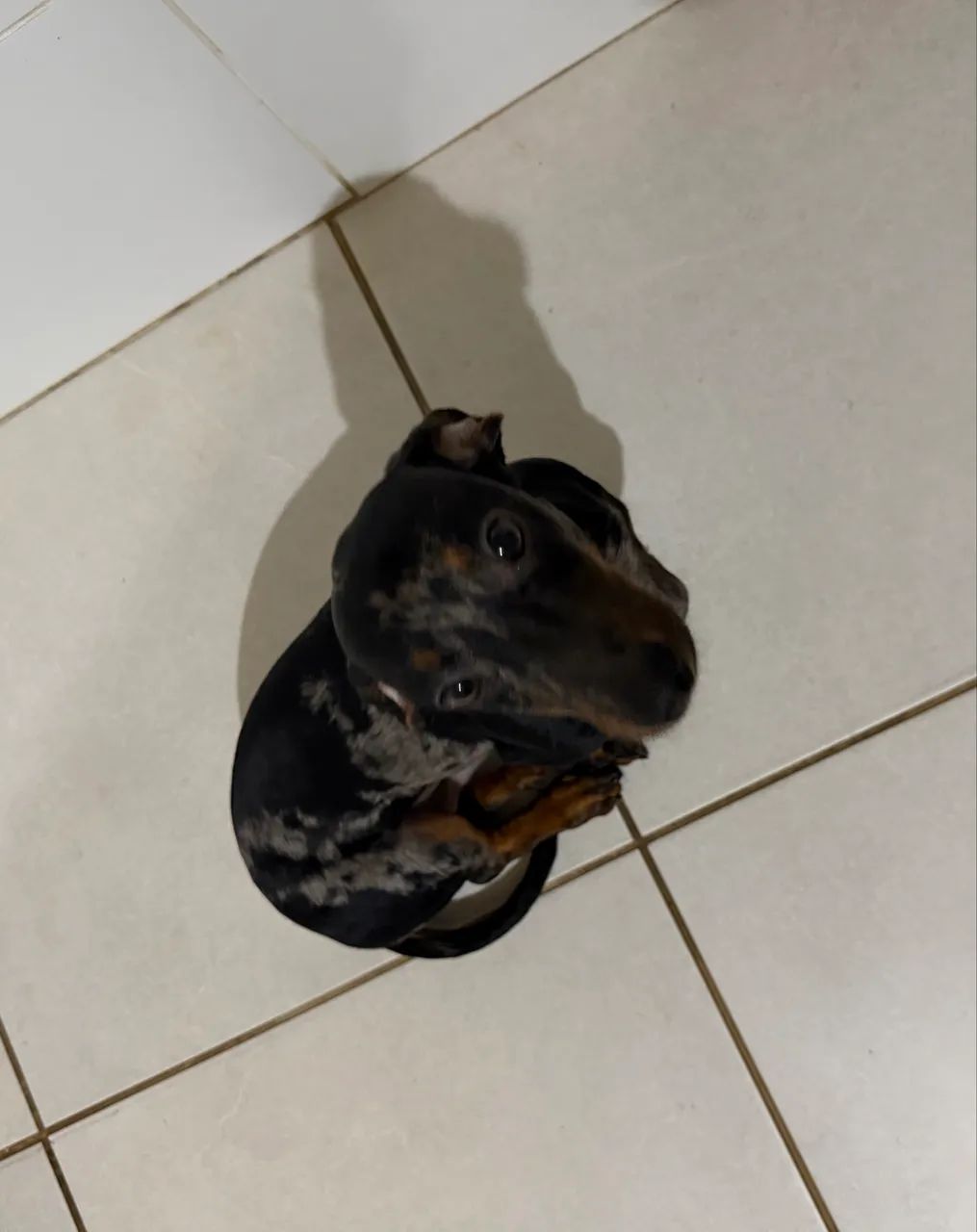 Vendo Dachshund Mofado - Foto 2