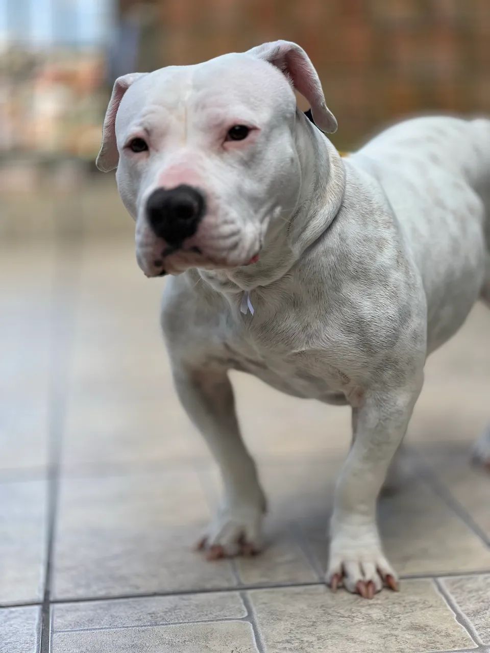 Cachorro  - Foto 2