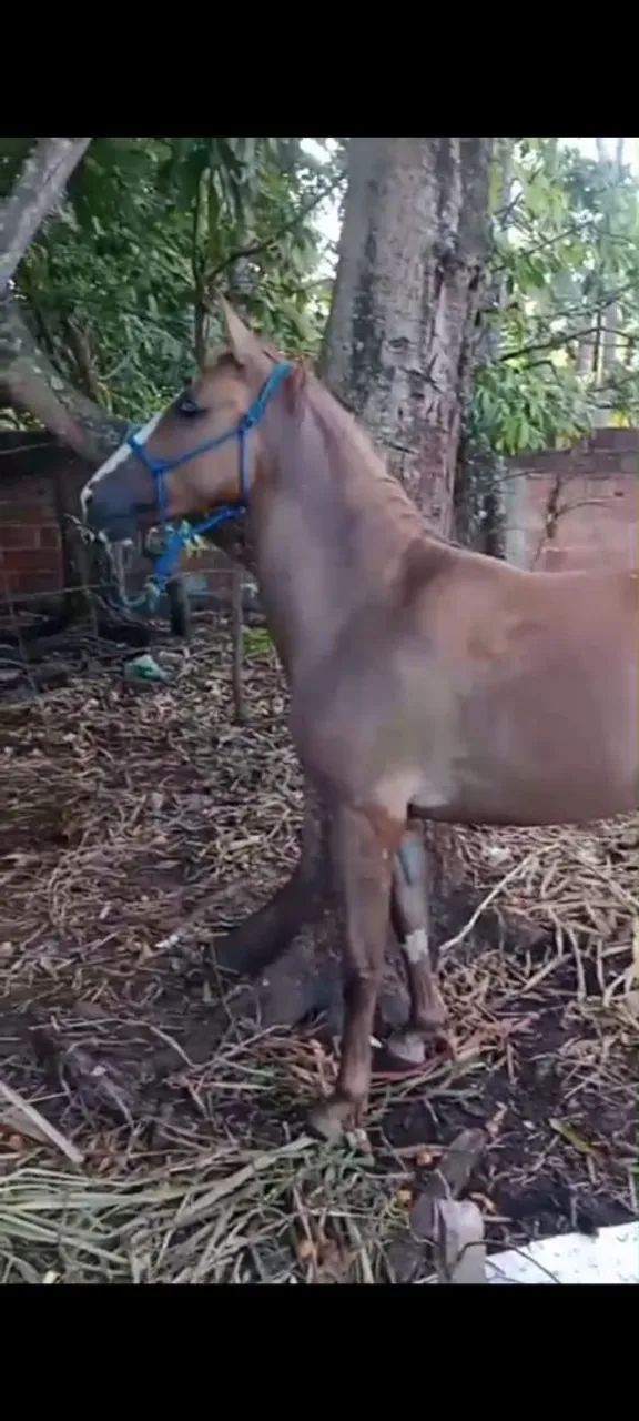 Vende-se pordo de 1 ano e 3 meses