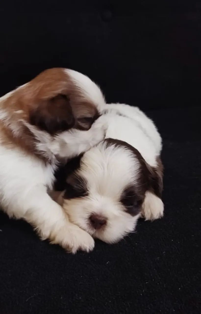 Macho chocolate para cruza  - Foto 2