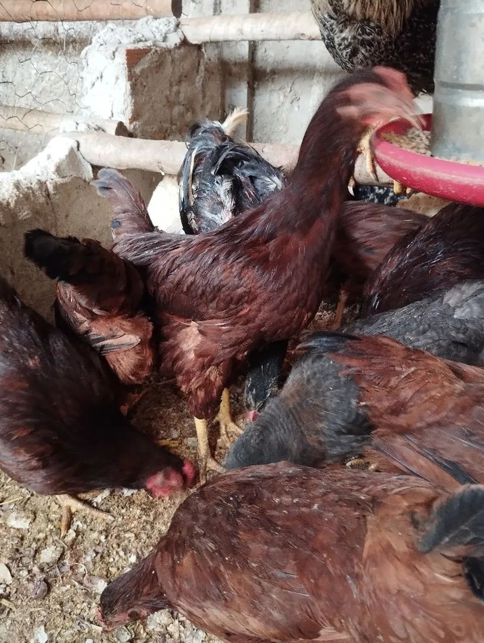 Galinhas Ialand Red padrão americano  - Foto 3