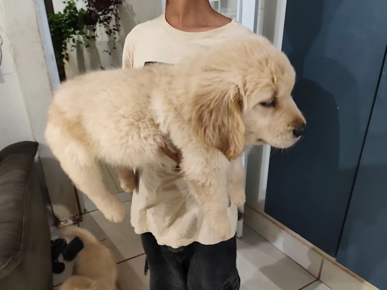 Filhote MACHO DE GOLDEN RETRIEVER  - Foto 4