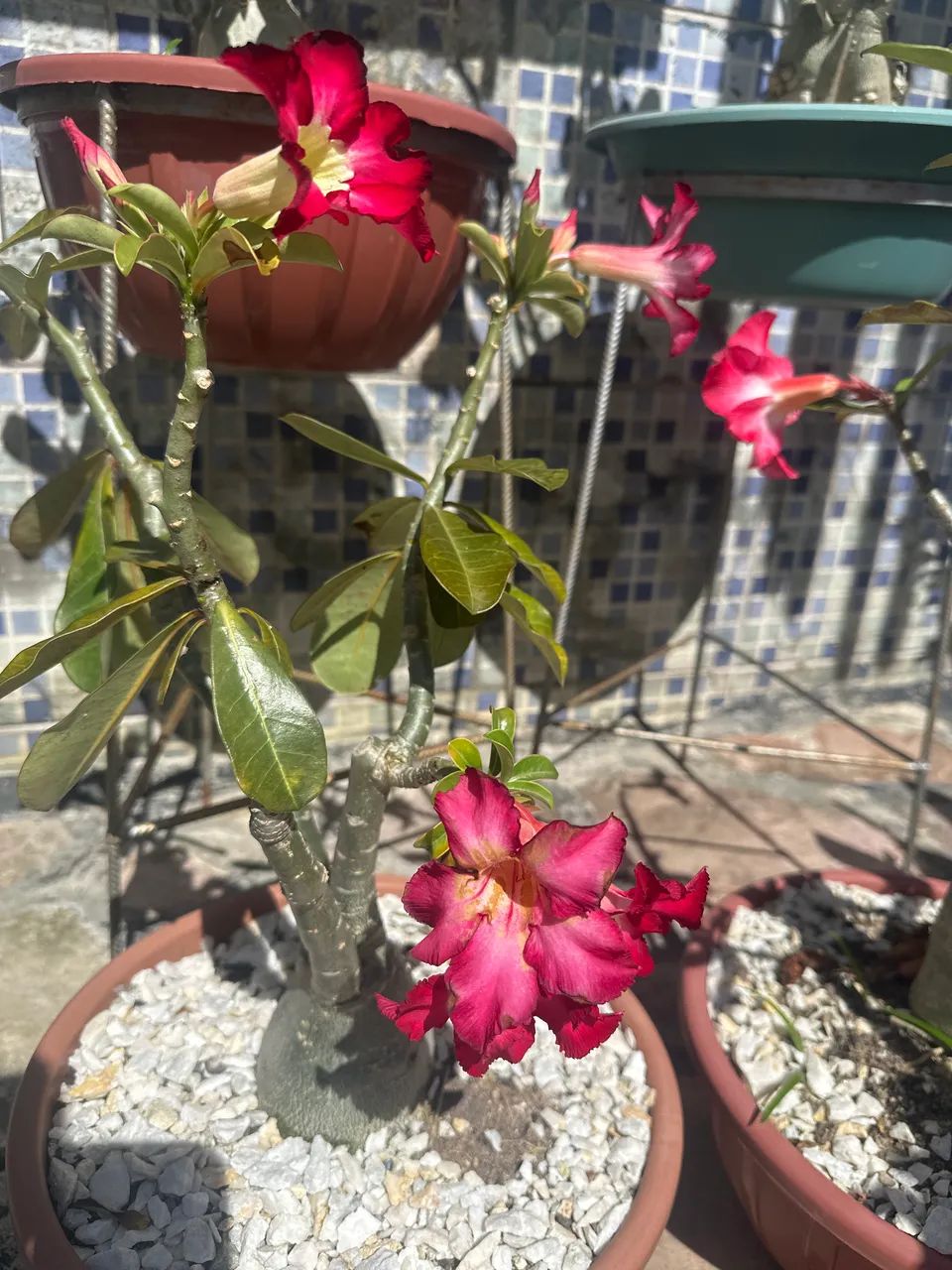 Rosas do deserto  - Foto 2