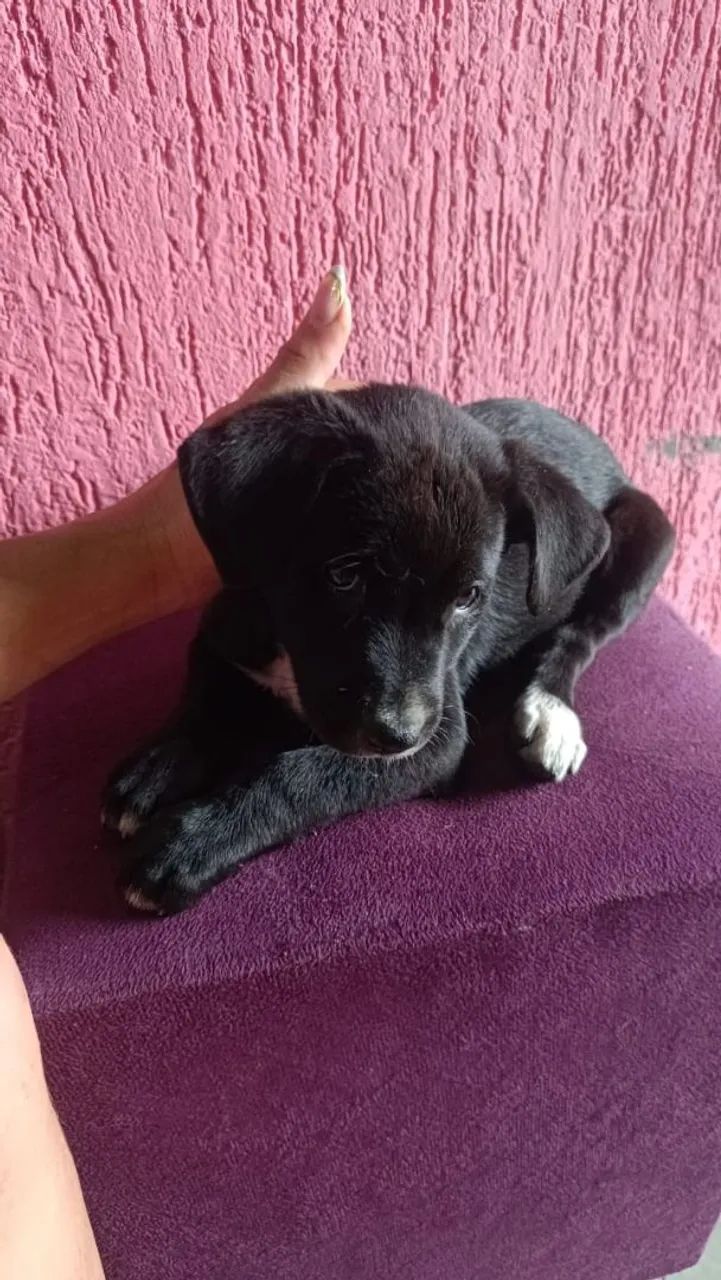 Doação de cachorros