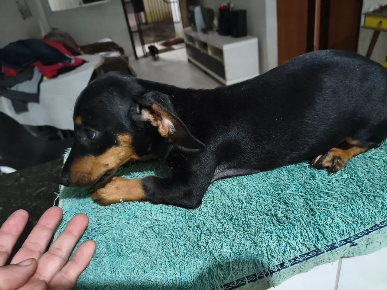CACHORRINHO MACHO DASCH