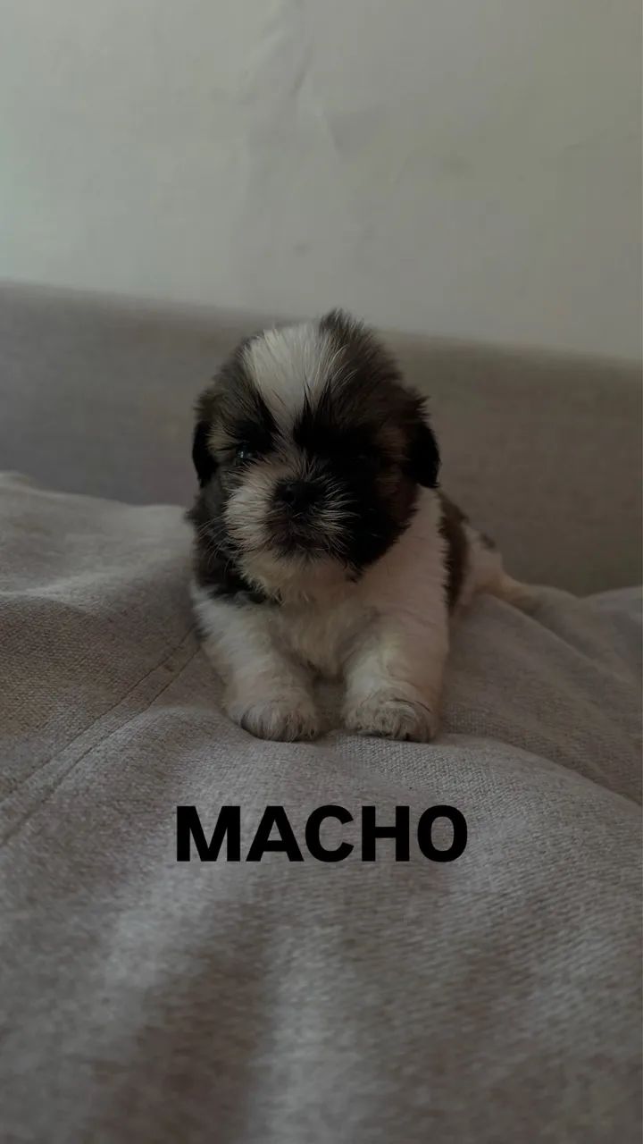 Shitzu 