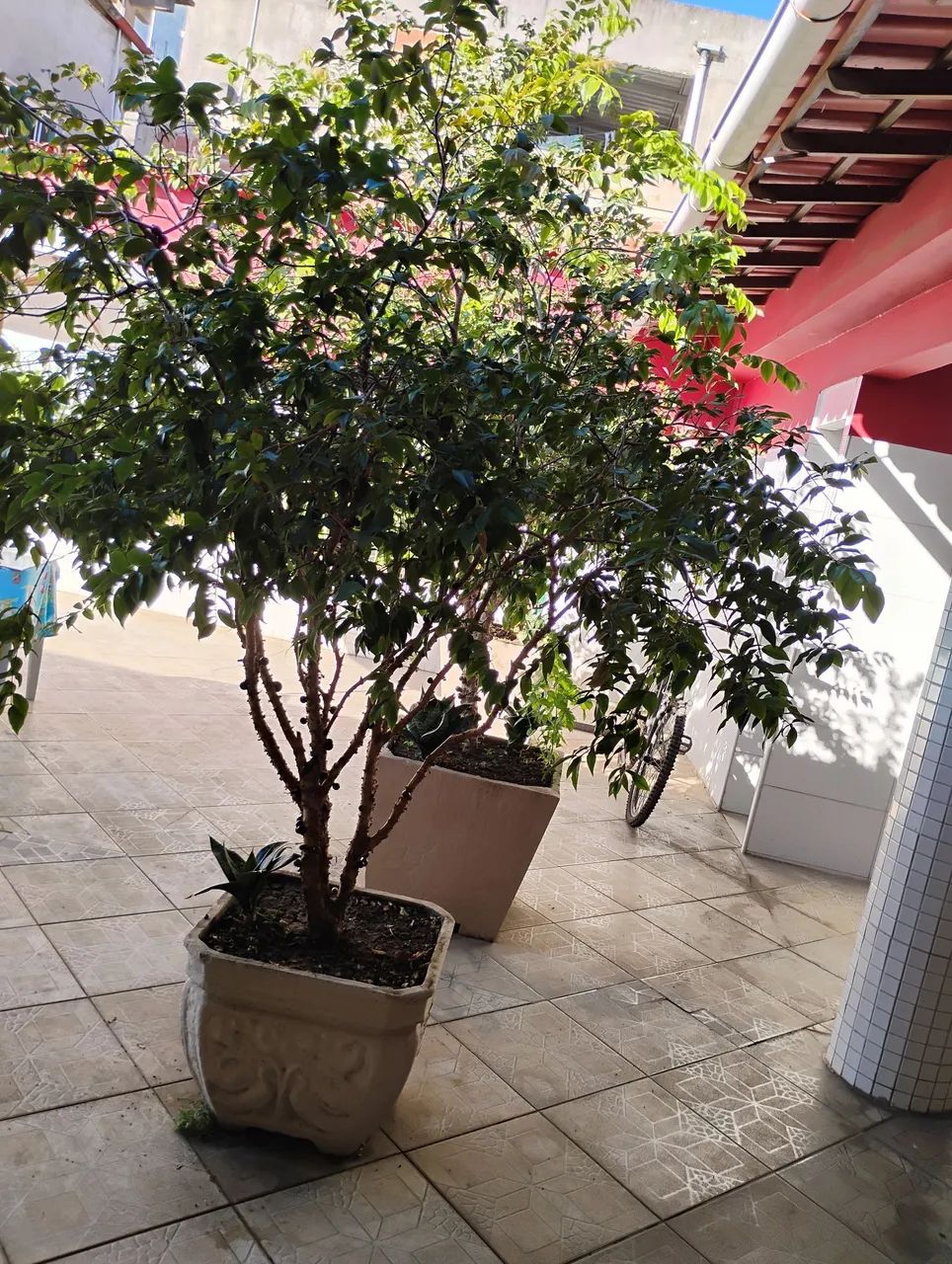 Pe de jabuticaba
