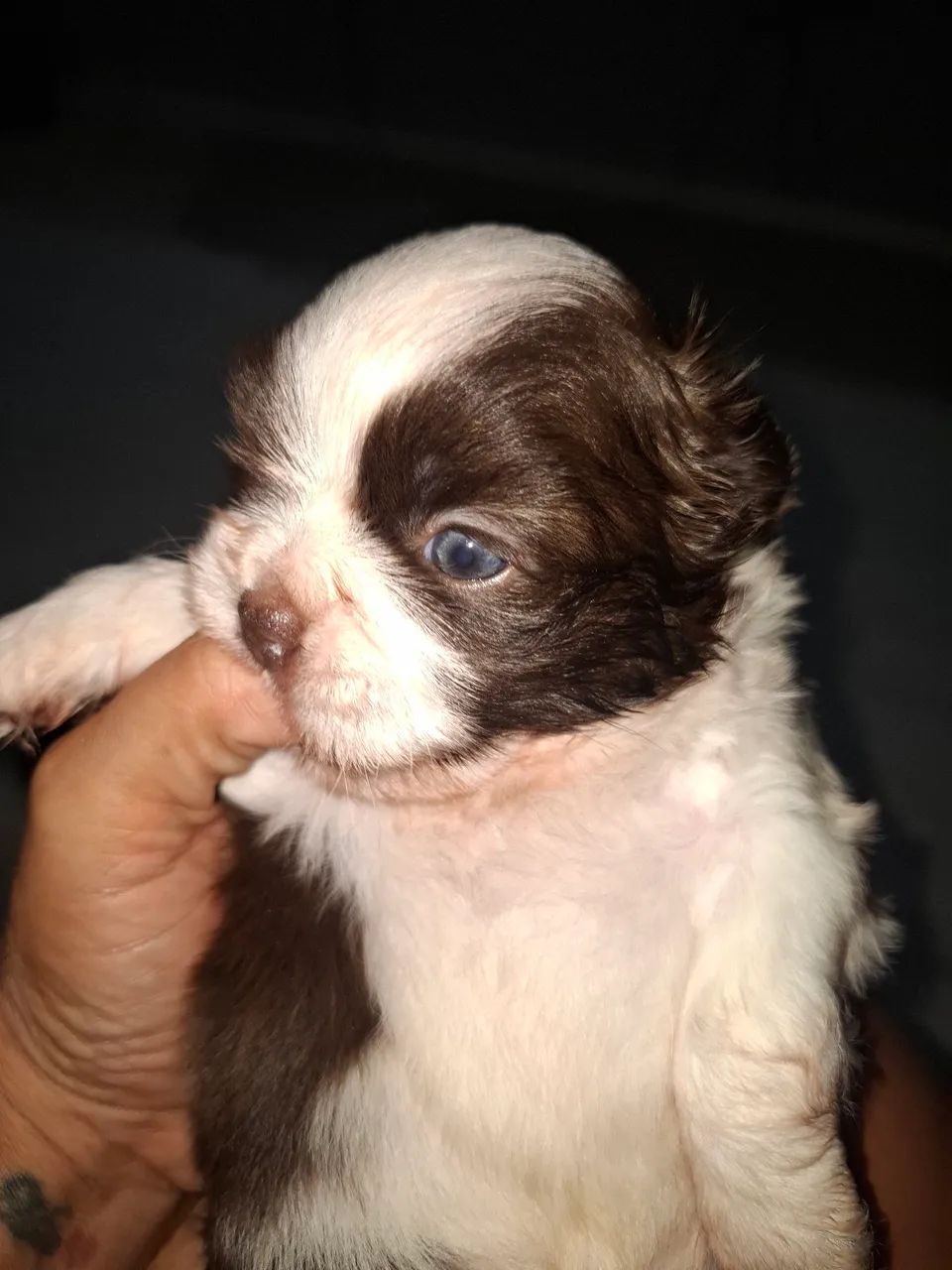 Lindo machinho de shitzu  - Foto 4