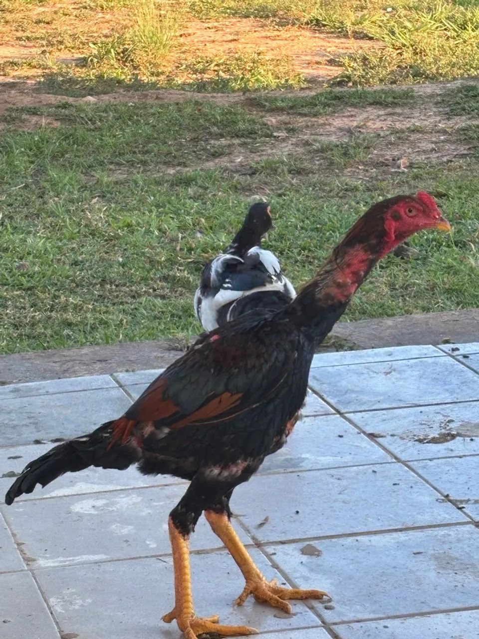 Galo e frangos - Foto 3