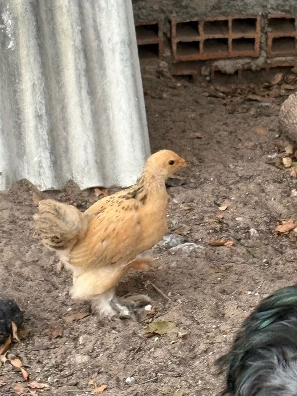 Pintinho de Brahma - Foto 2