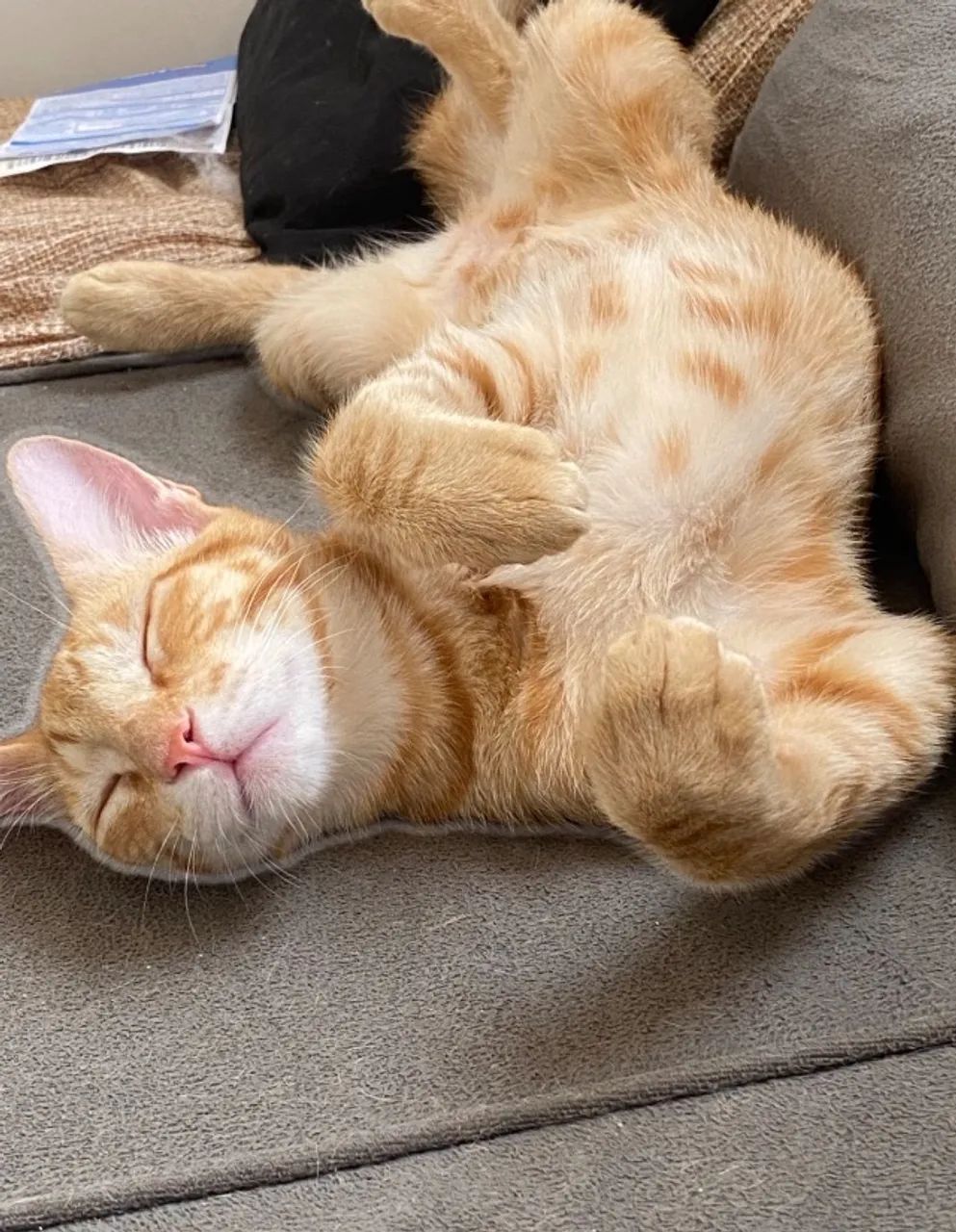 Adoção de gato - Foto 2