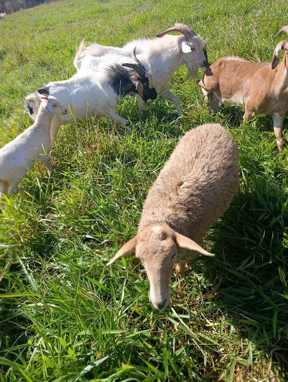 Cabrito 