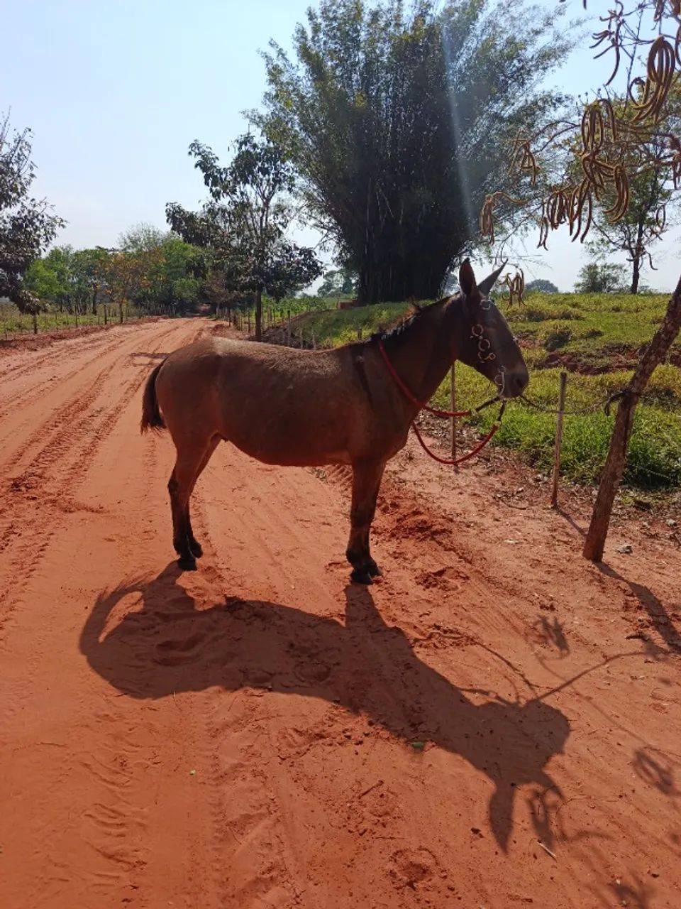 Burro bom e ligeiro 