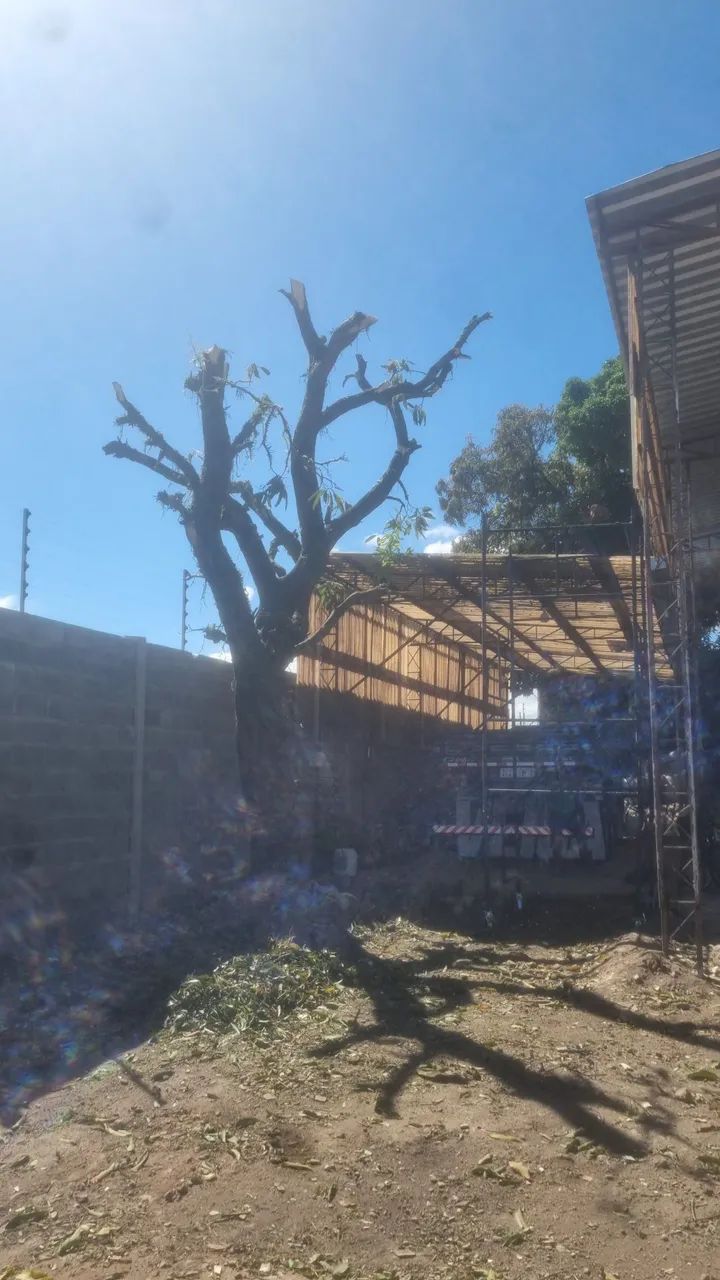 Poldas e cortes de árvores toda Maceió  - Foto 3