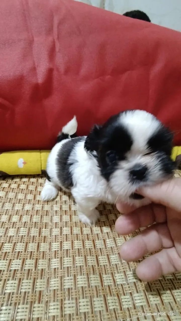 Linda shihtzu  - Foto 2