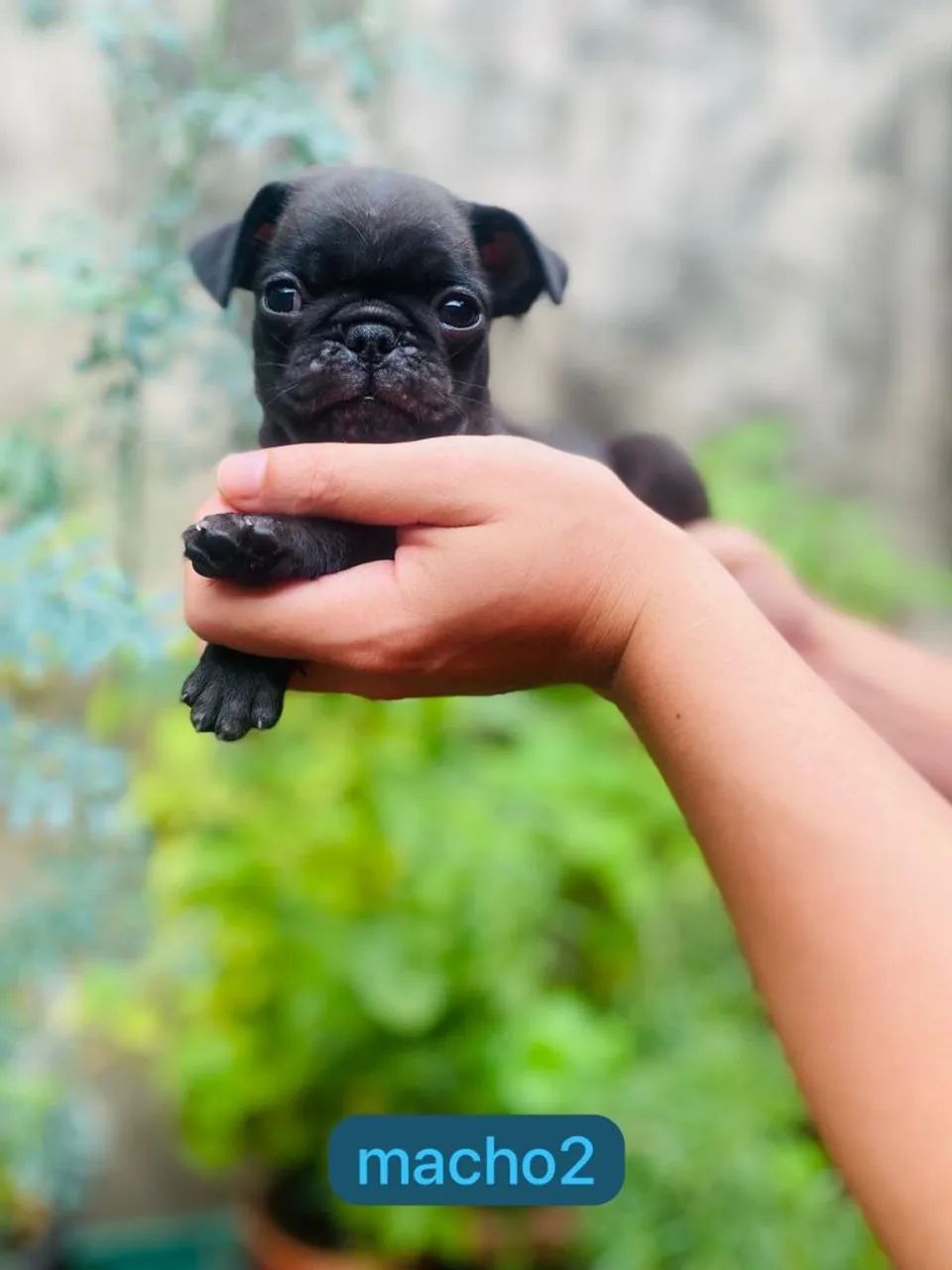 Pug - com pedigree 