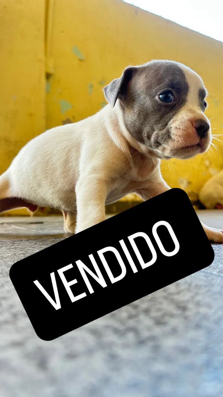 Filhotes American Bully Micro/Pocket - Foto 5