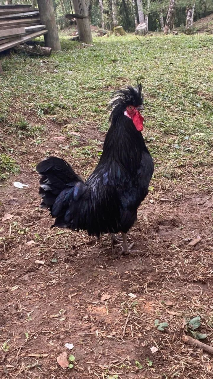 Galo Polones  - Foto 2