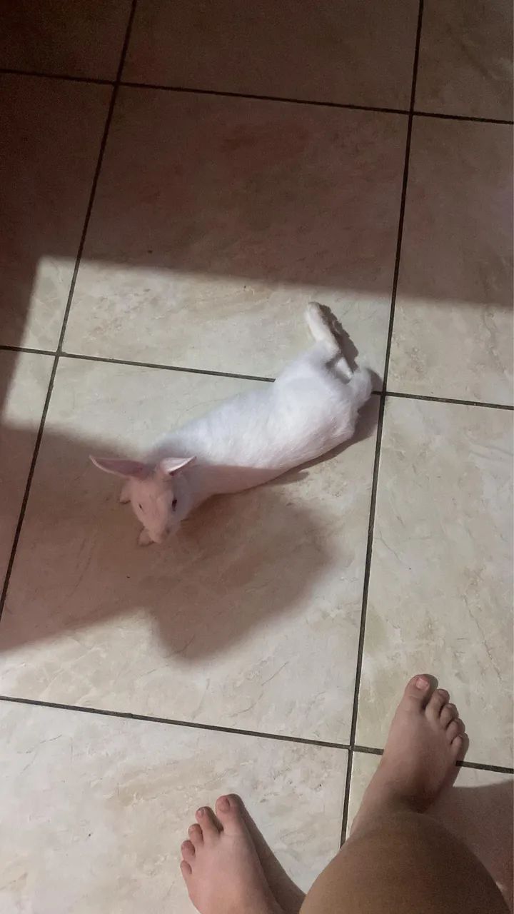 Vendo coelho de 6 meses macho  - Foto 2