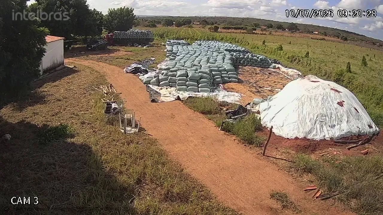 Silagem de milho - Foto 2