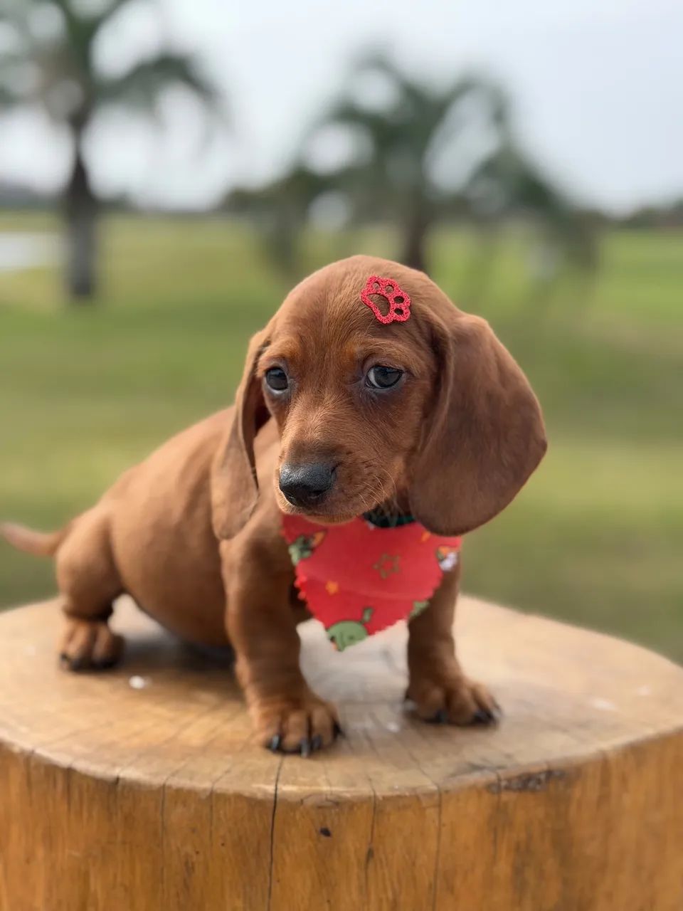 Dachshund  - Foto 3