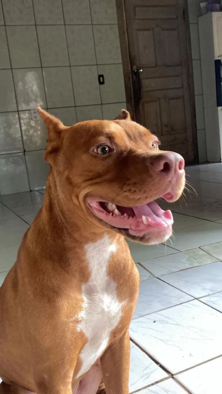 Pitbull com 10 meses bom pra caçar 