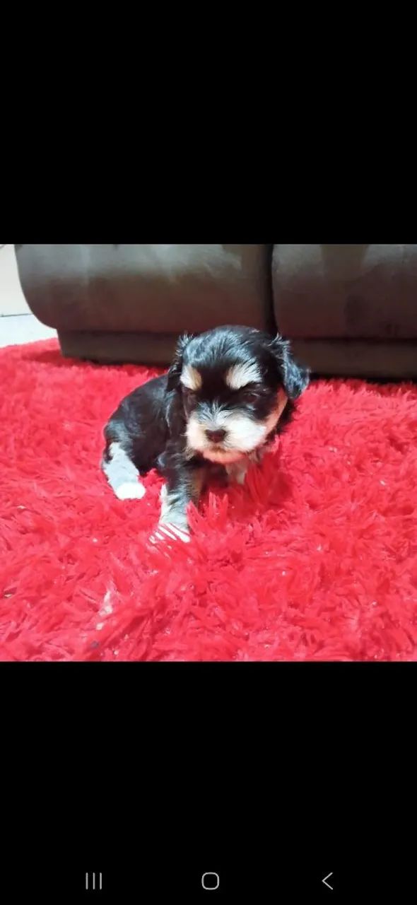 Ilhasa apso  - Foto 4