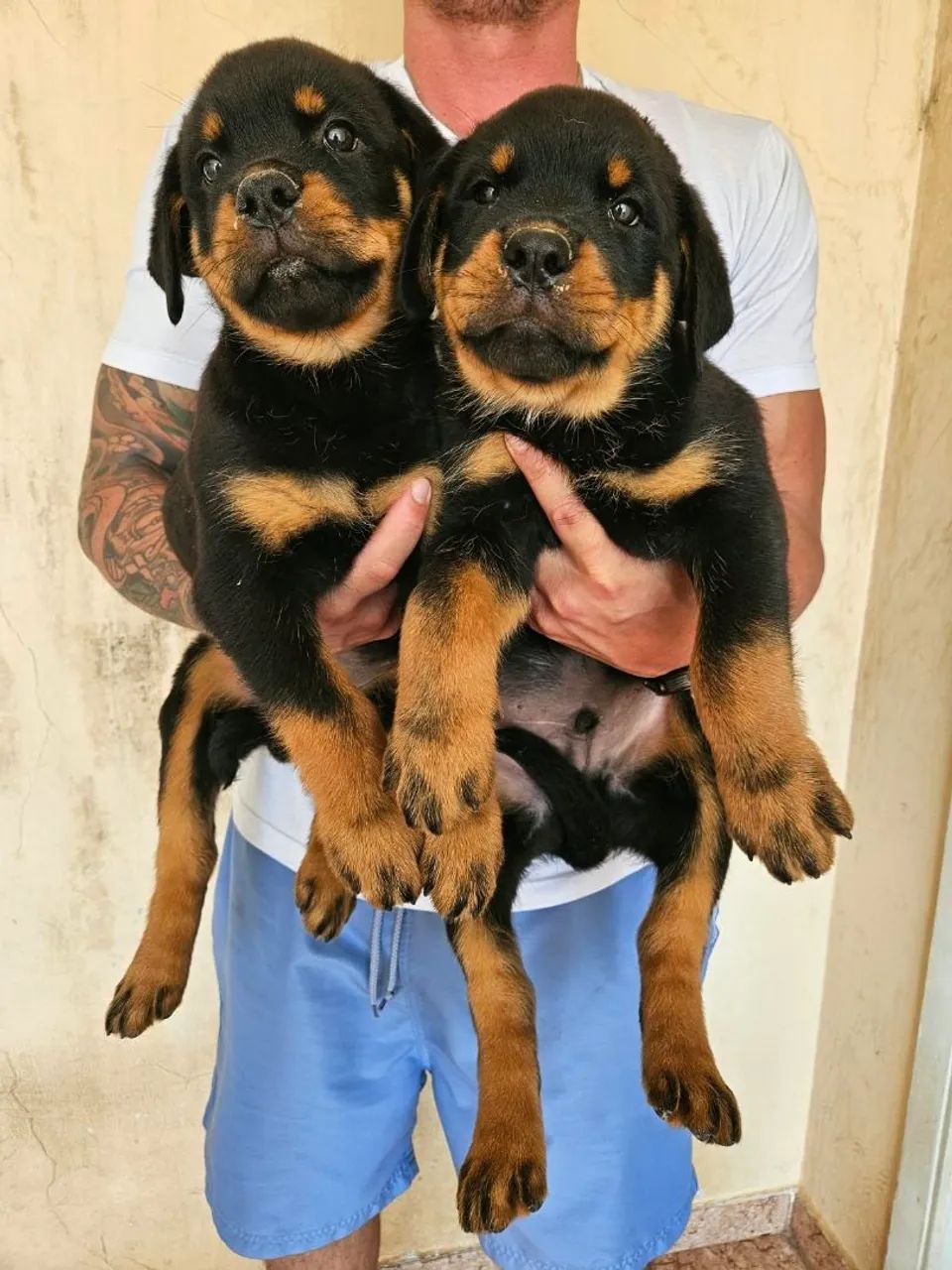 Filhotes Rottweiler 