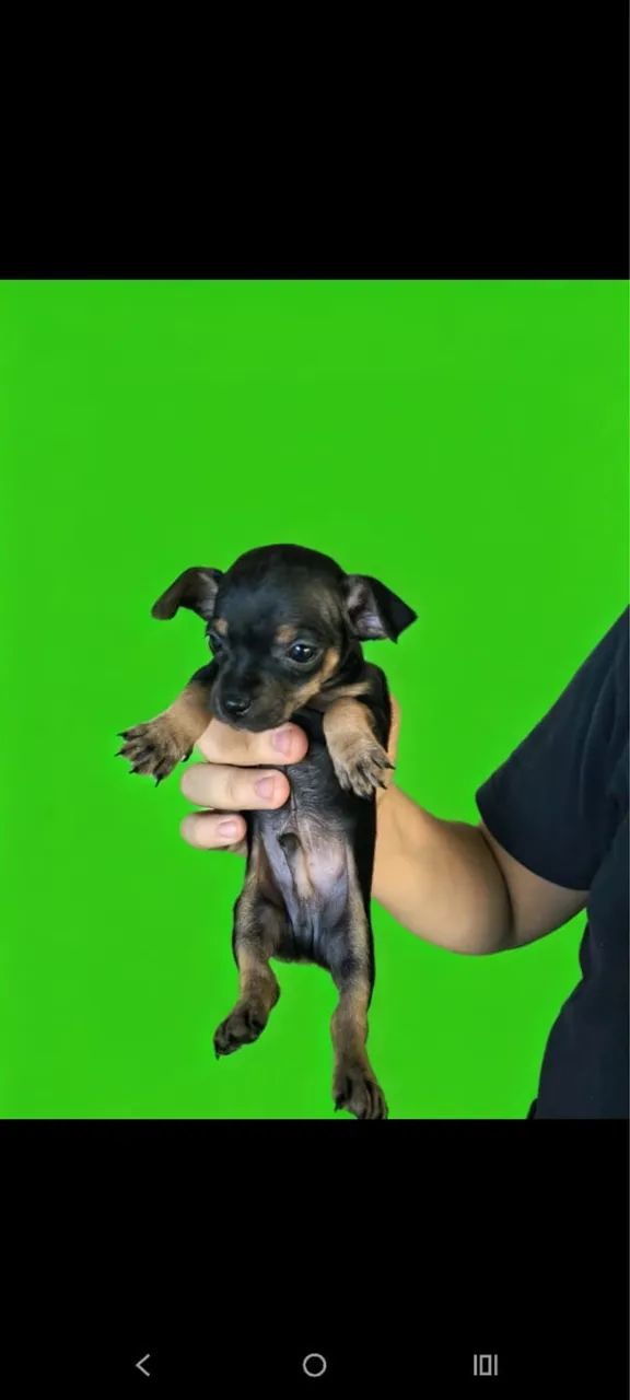 Pinscher 