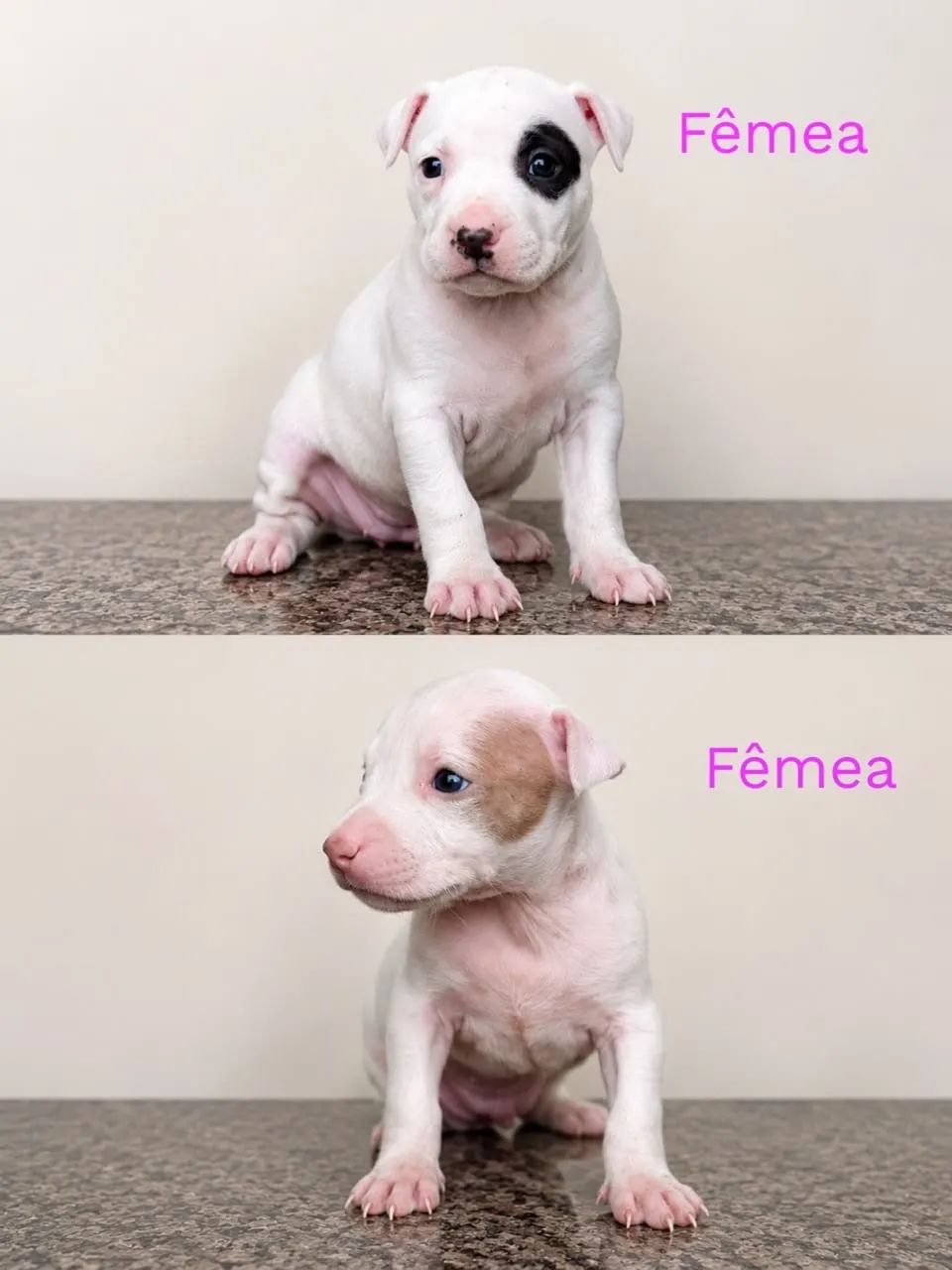 Pitbull Filhote  - Foto 4