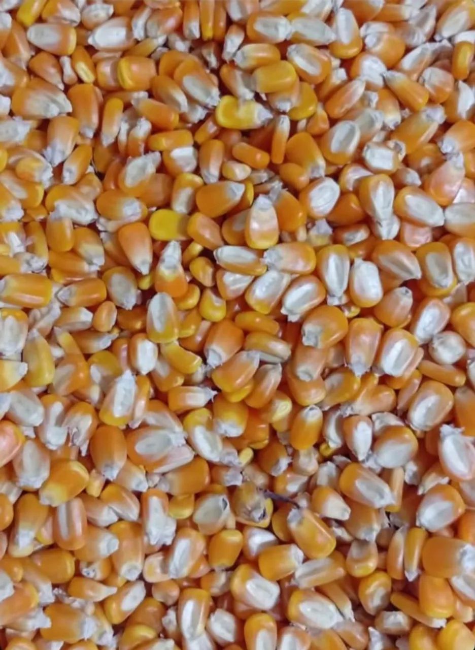 Milho Padrão 2 Consumo Animal Safra 2024 somente ensacado! - Foto 2
