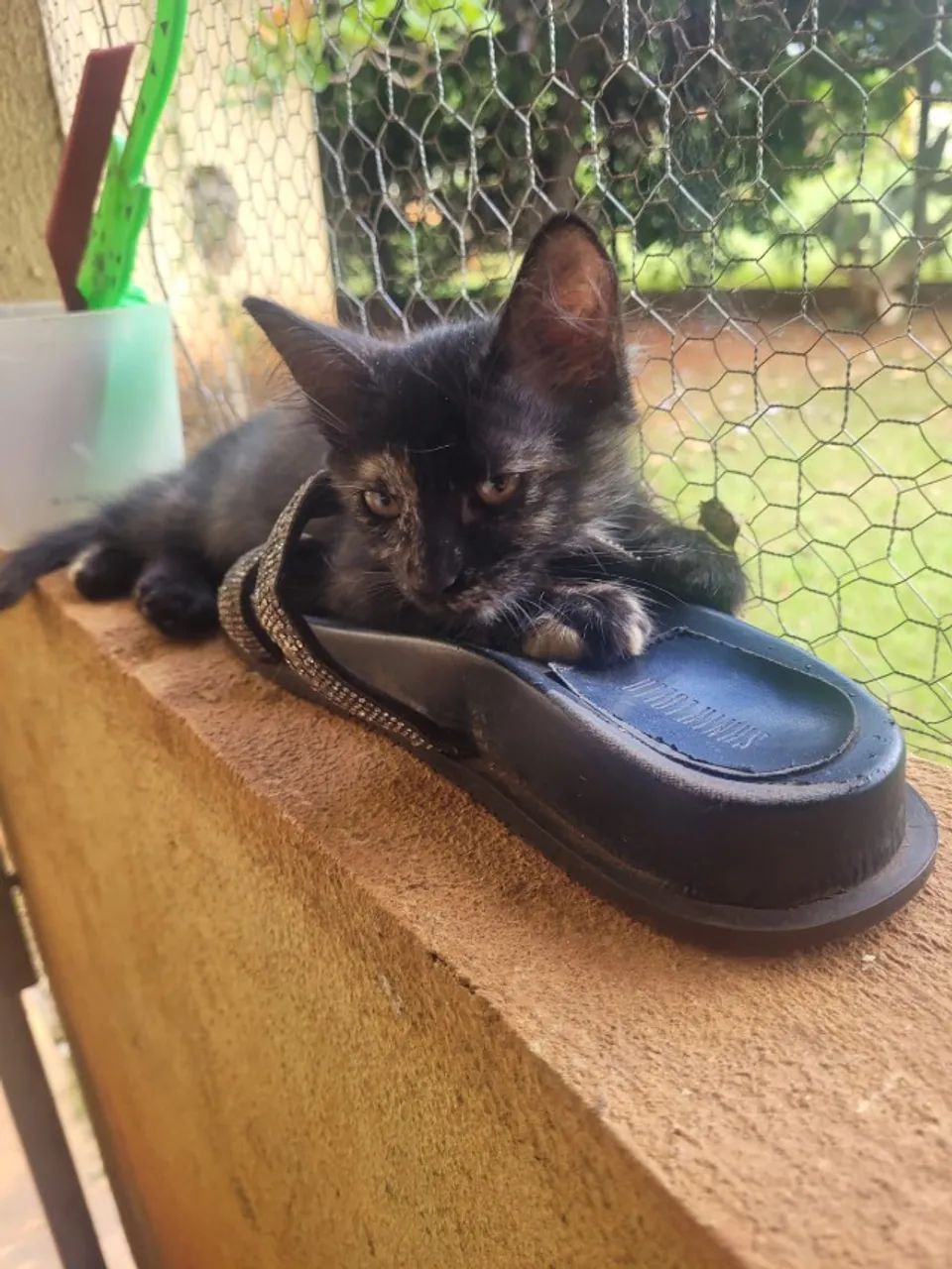 ADOÇÃO RESPONSÁVEL - FILHOTINHA GATINHA - Foto 6