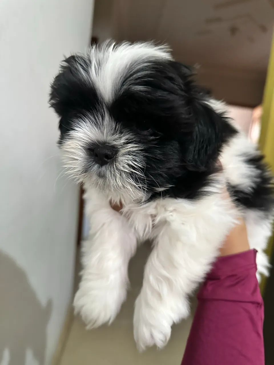 Shitzu macho  - Foto 3