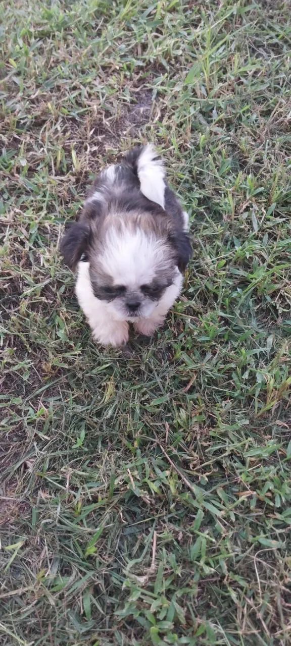 Shih Tzu - Foto 4