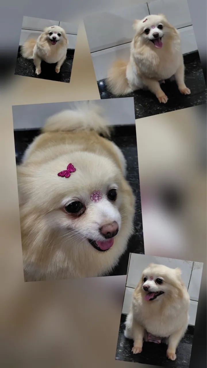 Spitz Alemão Fêmea  - Foto 2